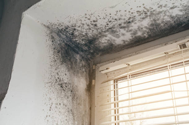 Affordable Black Mold Remediation solutions in Deltaville, VA